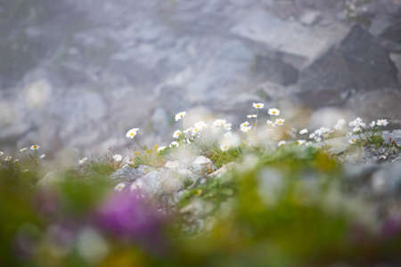 Alpine mountain flowers in the mist. Natural background.の写真素材