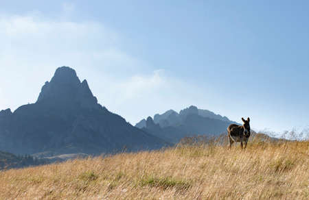 Magic rural landscape of grazing donkey in the sunset, high mountains in the background