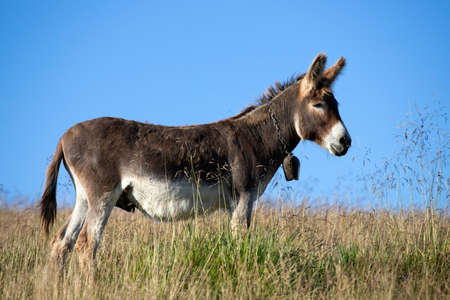 Adorable grey donkey in the high grass meadow