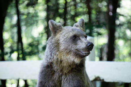 Brown bear cub near Transfagarasan road searching for food in a parking.の写真素材