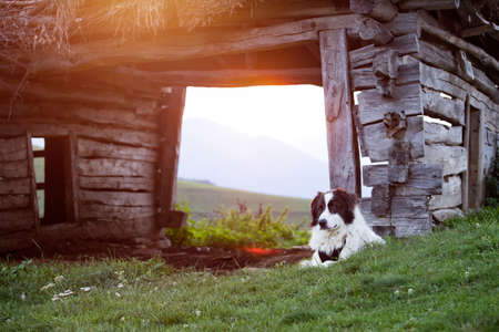 Beautiful white sheepdog sitting near a wooden shack in magic sunset light.の写真素材