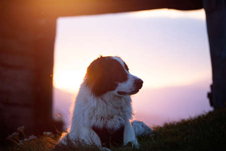 Beautiful white sheepdog sitting near a wooden shack in magic sunset light.の写真素材