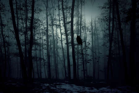 Enchanted forest in magic, mysterious fog at night.の写真素材