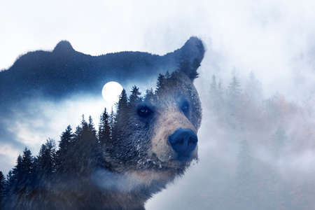 Double exposure of a wild brown bear and a pine forestの写真素材