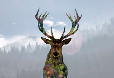 Double exposure of a red deer and a pine forestの写真素材