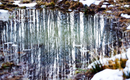 Forest reflection in small pound. Abstract background.