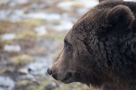 Close up portrait of a Brown bear (Ursus arctos)の写真素材