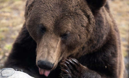 Close up portrait of a Brown bear (Ursus arctos)の写真素材