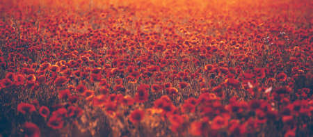 Banner of beautiful field of red poppies in the sunset light.の写真素材