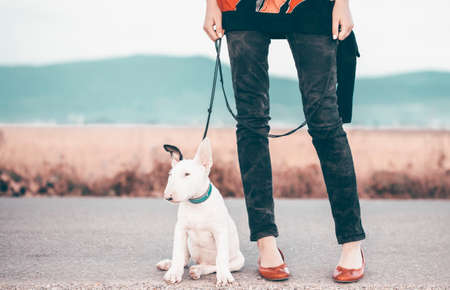 Woman with sweet bull terrier puppy on summer roadの写真素材