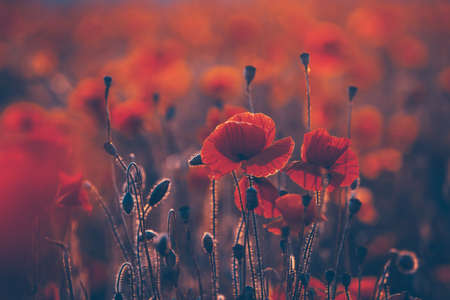 Poppies in the field - Remembrance Sunday background - Imageの写真素材