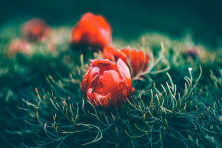 Beautiful landscape with steppe peonies (Paeonia tenuifolia) in Transylvania, Romaniaの写真素材