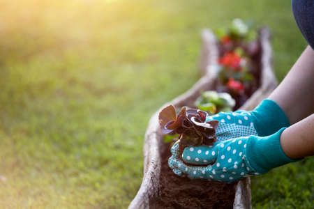 Gardener transplanting flowers in pot. Concept of home garden, spring activities..の写真素材