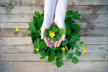 Yellow chelidonium flowers used in herbal medicine on wooden table.の写真素材