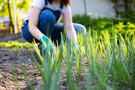 Gardeners hands planting and picking vegetable from backyard garden.の写真素材