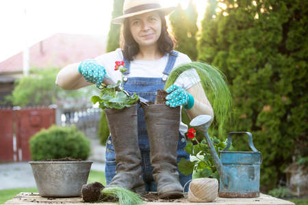Woman gardener transplanting flowers in pot. Concept of home garden, spring activities..の写真素材