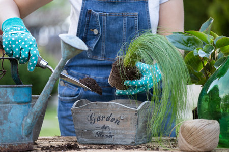 Woman gardener transplanting flowers in pot. Concept of home garden, spring activities..の写真素材