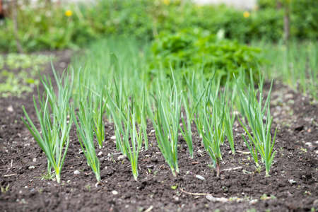Organically cultivated various vegetables in the vegetable garden