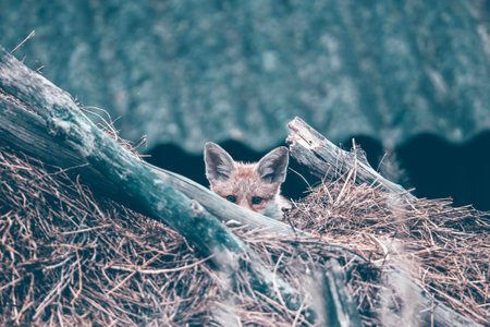Red Fox (Vulpes vulpes) cub on a hay stack.の写真素材