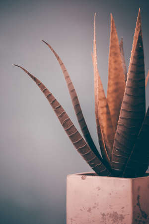 Green succulent plant on dark background. Free Space.の写真素材