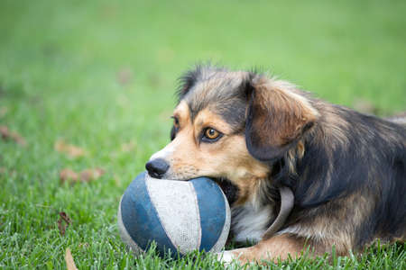Dog playing with the ball in the yard.の写真素材