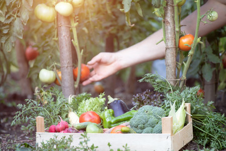 Hands harvesting fresh organic tomatoes in the garden. Gardening conceptの写真素材