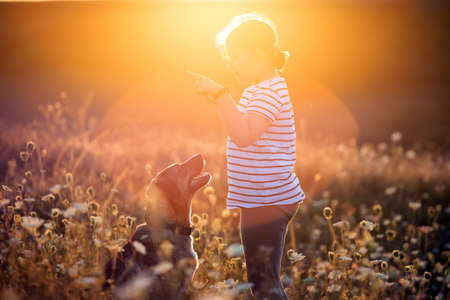 Child with her dog playing and training in summer sunsetの写真素材