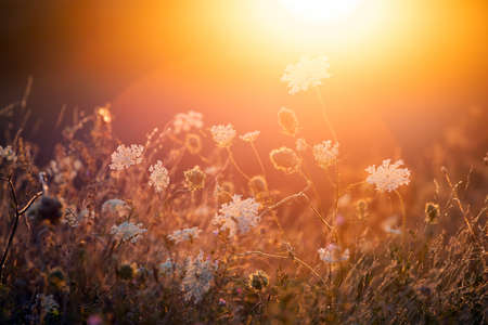 Nature backdrop. Beautiful summer meadow with wild flowers over sunset sky. Beauty nature field background with sun flare.の写真素材