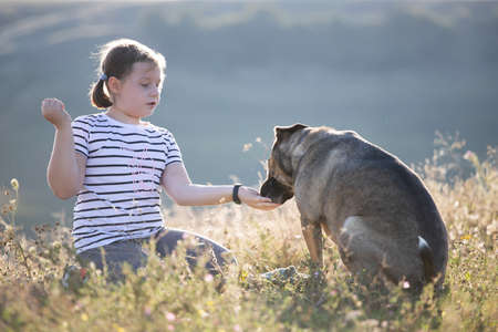 Child with her dog playing and training in summer sunsetの写真素材
