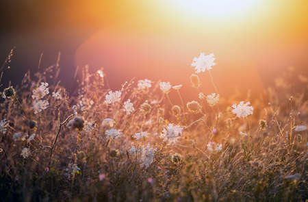 Nature backdrop. Beautiful summer meadow with wild flowers over sunset sky. Beauty nature field background with sun flare.の写真素材