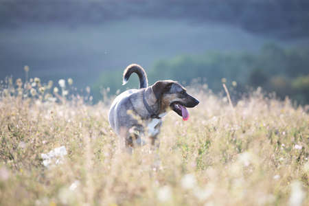 Adorable mongrel dog in summer field in the sunset.の写真素材