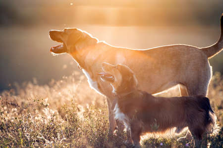 Adorable mongrel dogs in summer field in the sunset.の写真素材