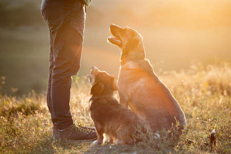 Man teaching and training his dogs outdoor in summer sunset.の写真素材