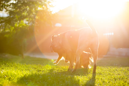 Dogs playing together outdoors in summer sunsetの写真素材