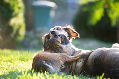 Dogs playing together outdoors in summer sunsetの写真素材