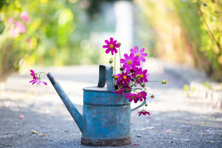 Beautiful bouquet of cosmos flowers in watering can in summer garden.