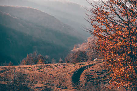 Astonishing autumn landscape with colorful forest.