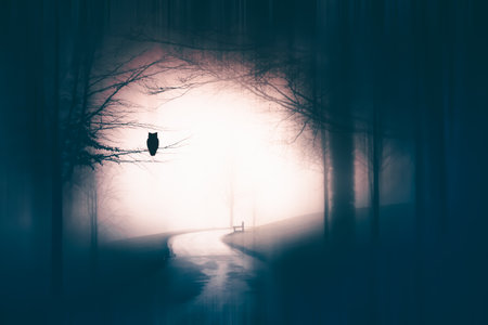 Enchanted forest in magic, mysterious fog at night. Halloween backgroundの写真素材