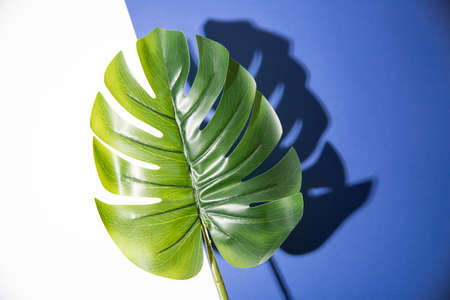Monstera leaf and shadow on white and blue background. Minimal surrealism with creative copyspace.の写真素材