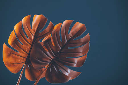 Tropical leaves of monstera plant. Fashion concept, minimalism and surrealismの写真素材