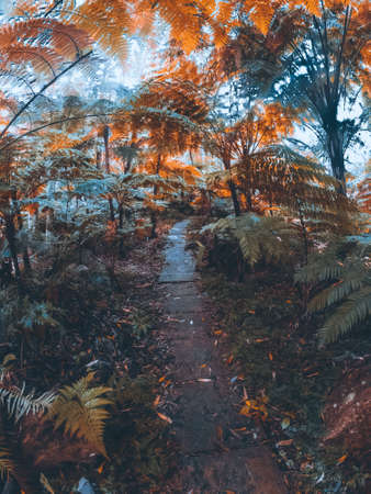 Dark tropical jungle of Thailand, Asiaの写真素材