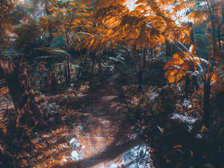 Dark tropical jungle of Thailand, Asiaの写真素材