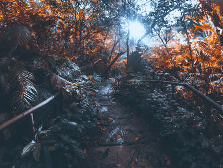 Dark tropical jungle of Thailand, Asiaの写真素材