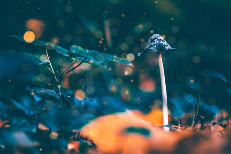 Beautiful closeup of forest mushrooms.の写真素材