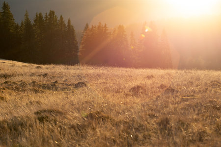 Magic sunset over pine forest at autumnの写真素材