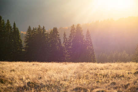 Magic sunset over pine forest at autumnの写真素材