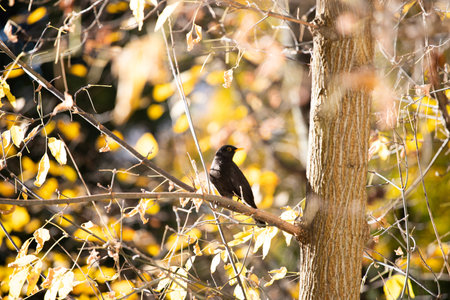 Common blackbird - male (Turdus merula)の写真素材