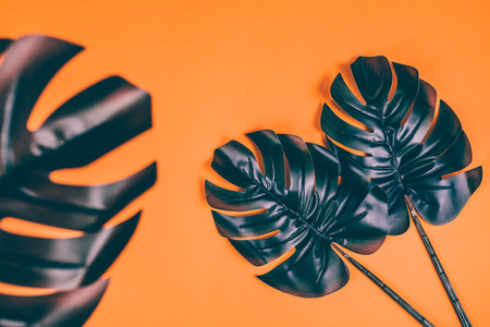 Tropical leaves of monstera plant. Fashion concept, minimalism and surrealismの写真素材