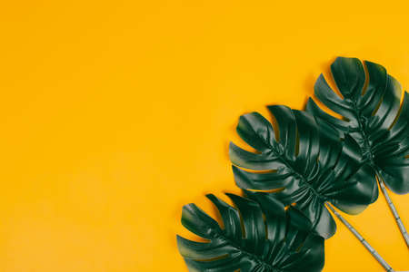 Tropical leaves of monstera plant. Fashion concept, minimalism and surrealismの写真素材