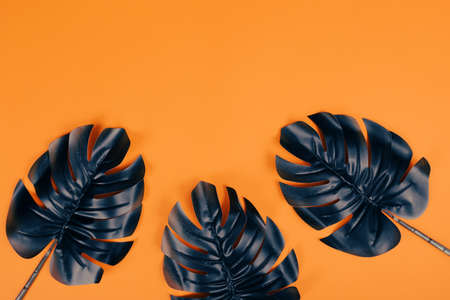 Tropical leaves of monstera plant. Fashion concept, minimalism and surrealismの写真素材